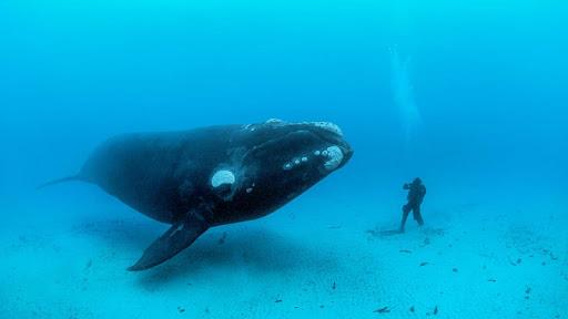 Blue Whale Revange - عکس بازی موبایلی اندروید