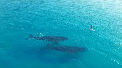 Blue Whale Revange - عکس بازی موبایلی اندروید