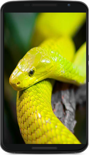 Snake Wallpaper - Image screenshot of android app