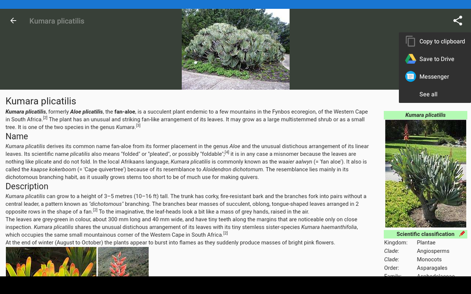 Beautiful Houseplants - Image screenshot of android app