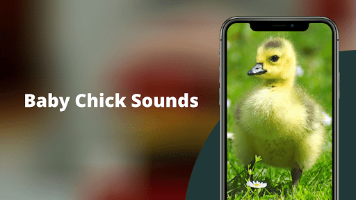 Chicks Sounds - Chirping Noise - عکس برنامه موبایلی اندروید