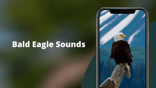 Bald Eagle Sounds - عکس برنامه موبایلی اندروید