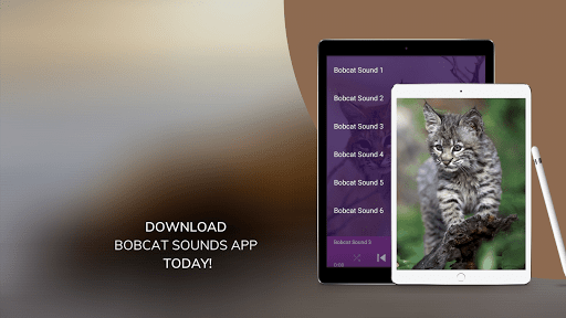 Bobcat Sounds - Image screenshot of android app