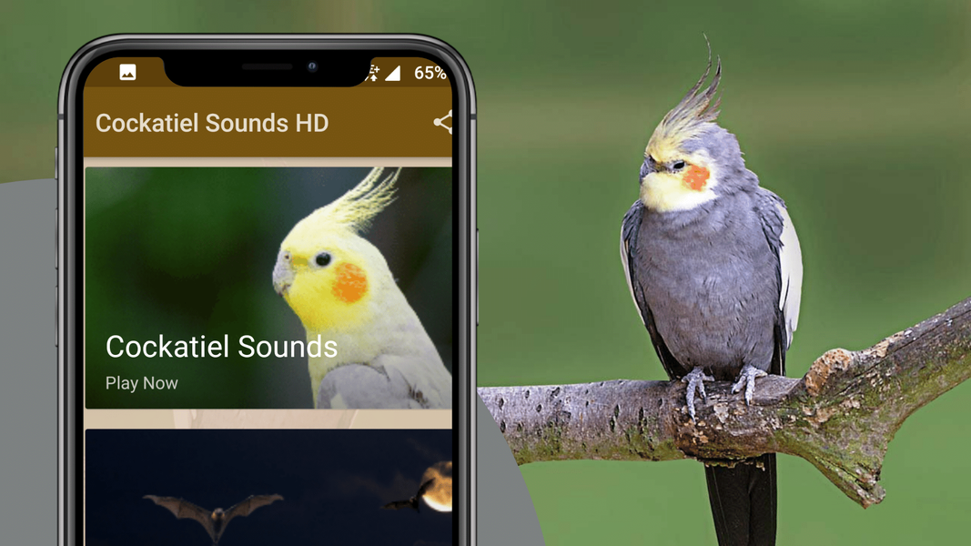 Cockatiel Sounds - عکس برنامه موبایلی اندروید