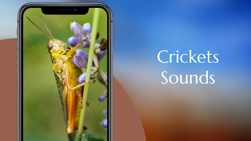 Crickets Sounds - Image screenshot of android app