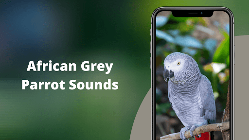 African Grey Parrot Sounds - Image screenshot of android app