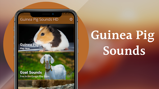 Guinea Pig Sounds - عکس برنامه موبایلی اندروید