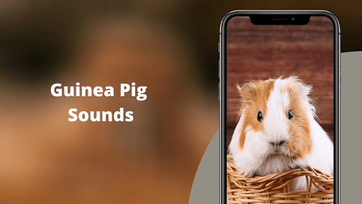 Guinea Pig Sounds - عکس برنامه موبایلی اندروید