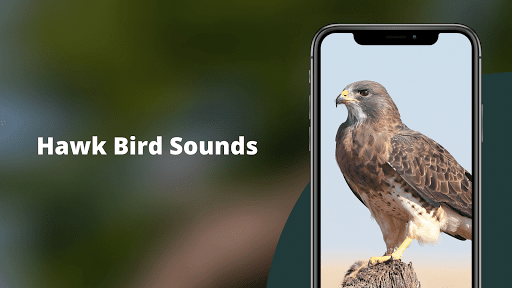 Hawk Sounds - Image screenshot of android app