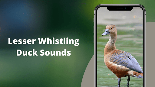 Lesser Whistling Duck Sounds - عکس برنامه موبایلی اندروید