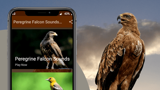 Peregrine Falcon Sounds - Image screenshot of android app