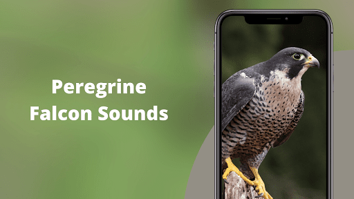 Peregrine Falcon Sounds - Image screenshot of android app