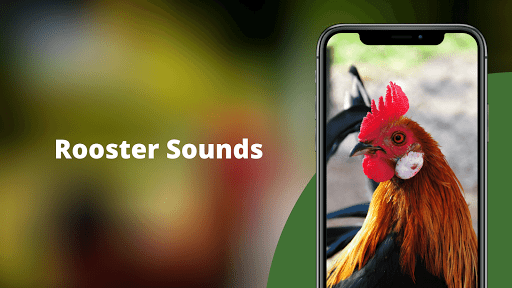 Rooster Sounds - Morning Alarm - عکس برنامه موبایلی اندروید