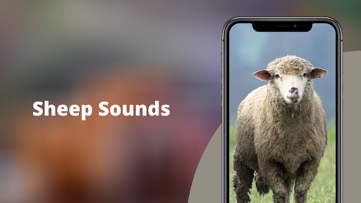 Sheep Sounds - عکس برنامه موبایلی اندروید