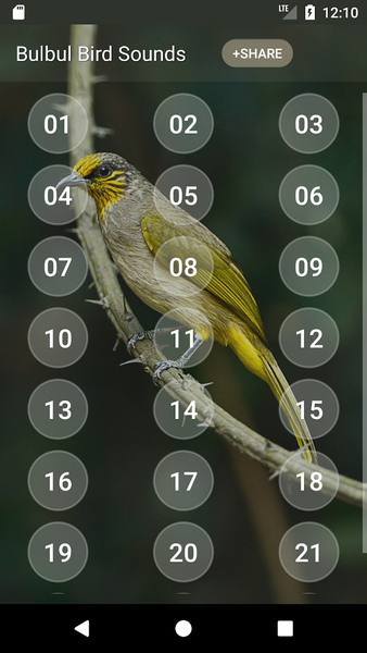 Bulbul Bird Sound Ringtones - عکس برنامه موبایلی اندروید