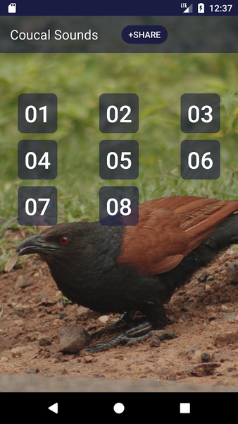 Coucal Bird Sounds - Image screenshot of android app