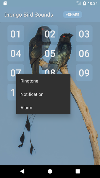 Drongo Bird Sounds - Image screenshot of android app