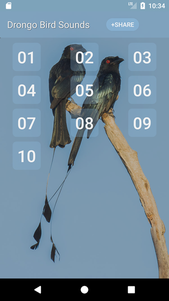 Drongo Bird Sounds - Image screenshot of android app