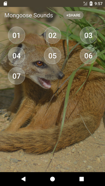 Mongoose Sounds - Image screenshot of android app