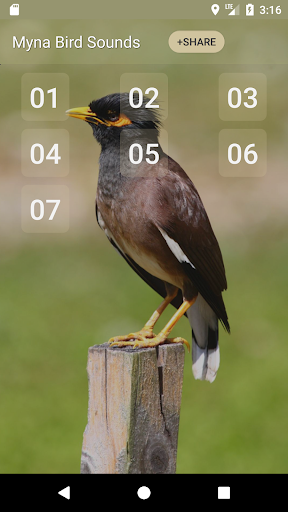 Myna Bird Sound Ringtones - Image screenshot of android app
