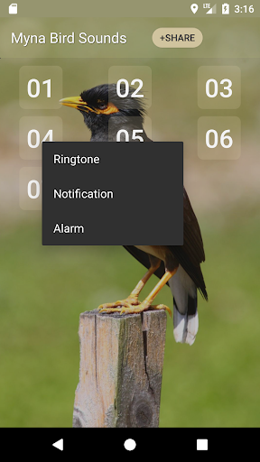 Myna Bird Sound Ringtones - Image screenshot of android app