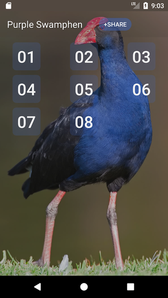 Purple Swamphen Sounds - Image screenshot of android app