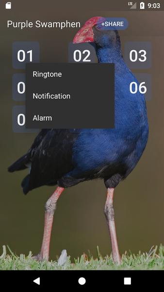 Purple Swamphen Sounds - Image screenshot of android app