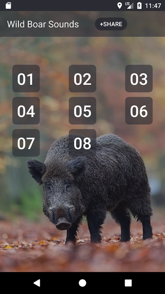 Wild boar Soundboard - Image screenshot of android app