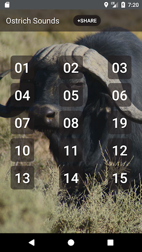 Buffalo & Bison Sounds - Image screenshot of android app
