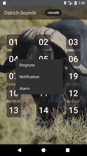 Buffalo & Bison Sounds - Image screenshot of android app