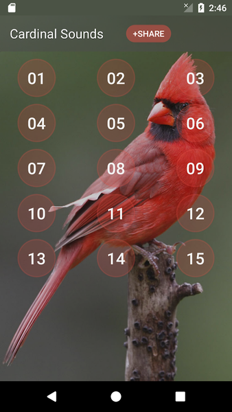 Cardinal bird sounds - Image screenshot of android app