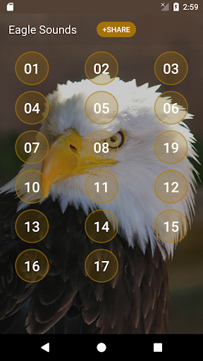 Eagle Sounds and Ringtone - Image screenshot of android app