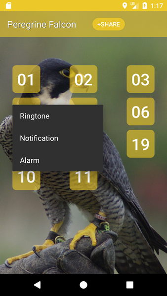 Peregrine Falcon sounds - عکس برنامه موبایلی اندروید