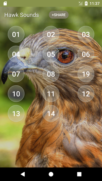 Hawk Sounds - Image screenshot of android app