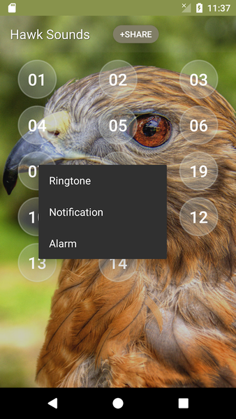 Hawk Sounds - Image screenshot of android app