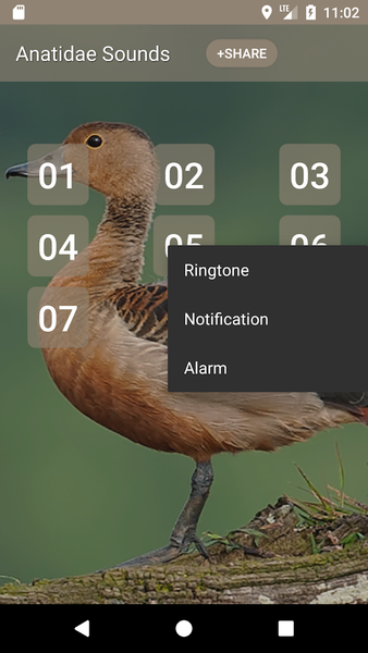Anatidae Sound - Image screenshot of android app