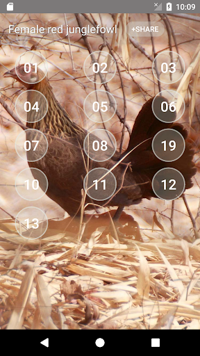 Red Junglefowl Female: Calls - Image screenshot of android app