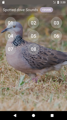 Spotted dove sounds - Image screenshot of android app