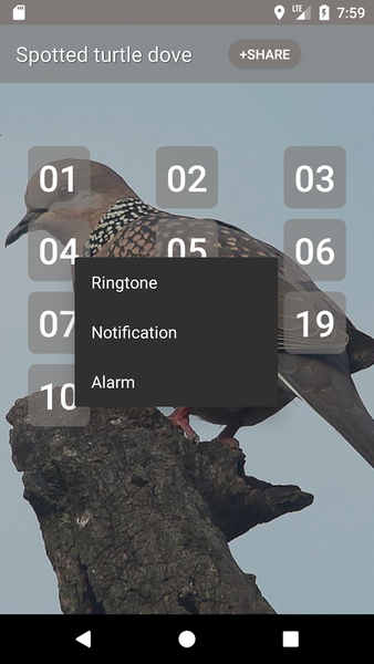 Spotted turtle dove Sounds - Image screenshot of android app