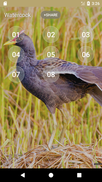 Watercock (Animal) Bird Sound - Image screenshot of android app