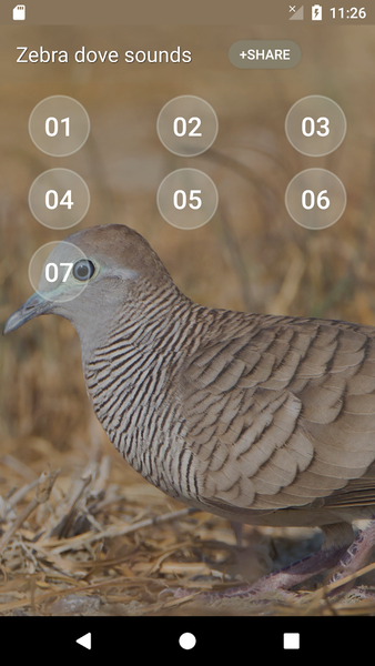 Zebra dove Sound - Image screenshot of android app