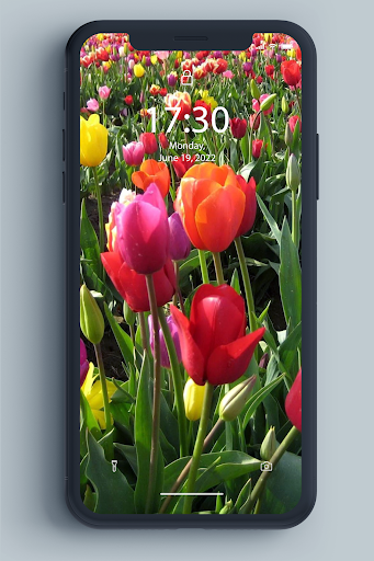 Spring Wallpaper - Image screenshot of android app