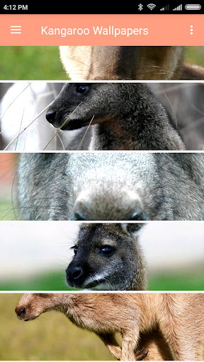 Kangaroo Wallpapers - Image screenshot of android app