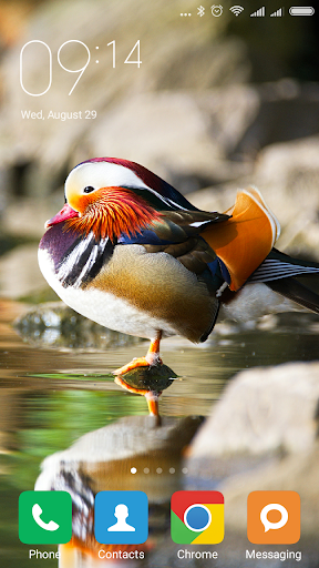 Mandarin duck Wallpapers - عکس برنامه موبایلی اندروید