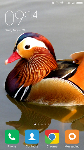 Mandarin duck Wallpapers - عکس برنامه موبایلی اندروید