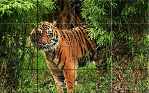 Wildlife Puzzle - Gameplay image of android game