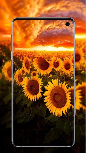 Sunflower Wallpaper - Image screenshot of android app