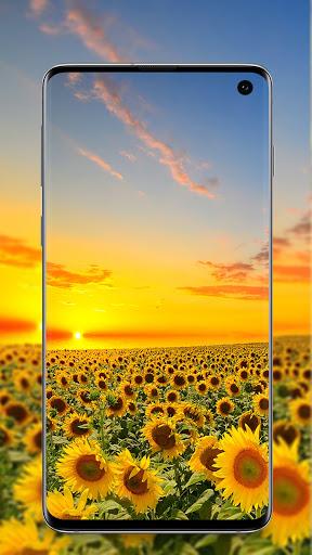 Sunflower Wallpaper - Image screenshot of android app