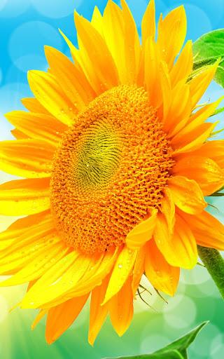 Sunflower Live Wallpaper - عکس برنامه موبایلی اندروید