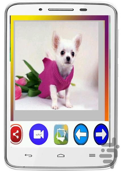 Dogs Wallpapers - Image screenshot of android app